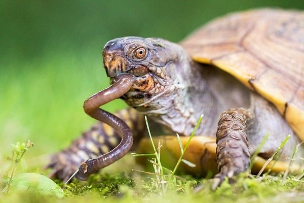 What Do Box Turtles Eat Expert Diet Feeding Guide