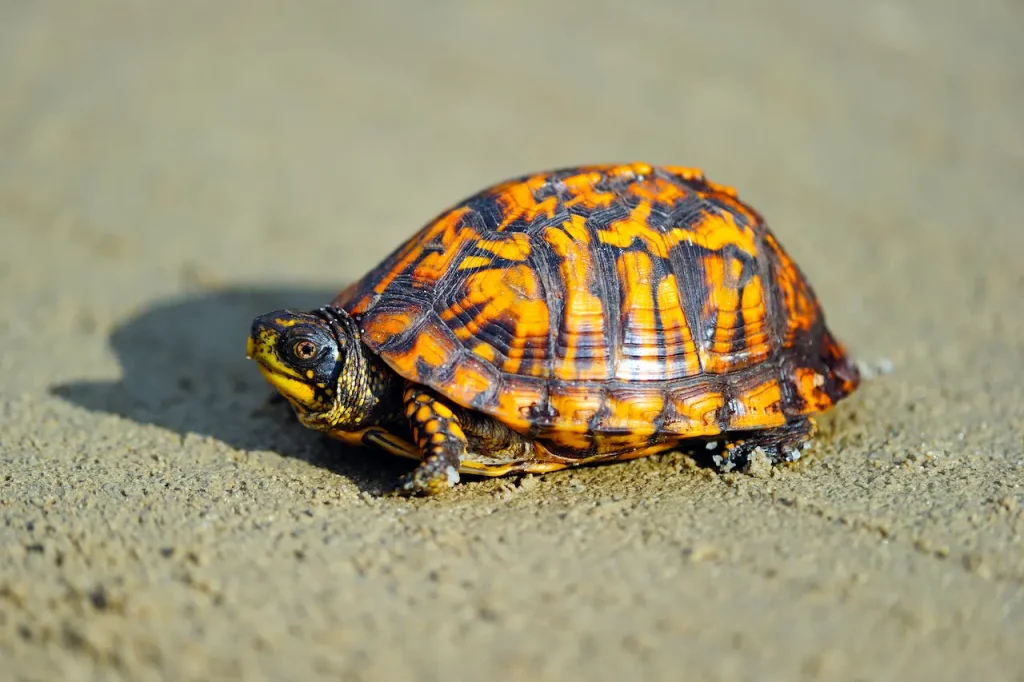 Box Turtles Photo on the Sand 