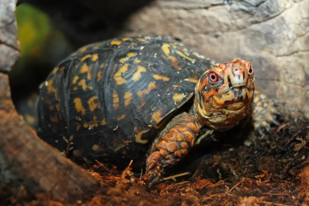 Close up Image of Eastern Box Turtle