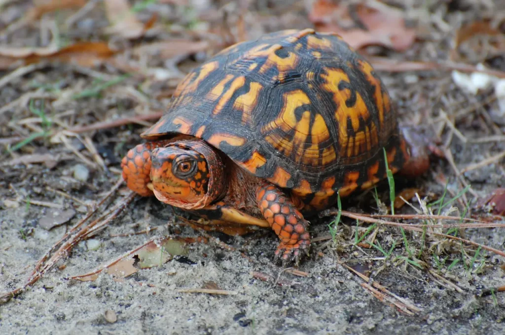 Eastern Box Turtle Image on the Ground 