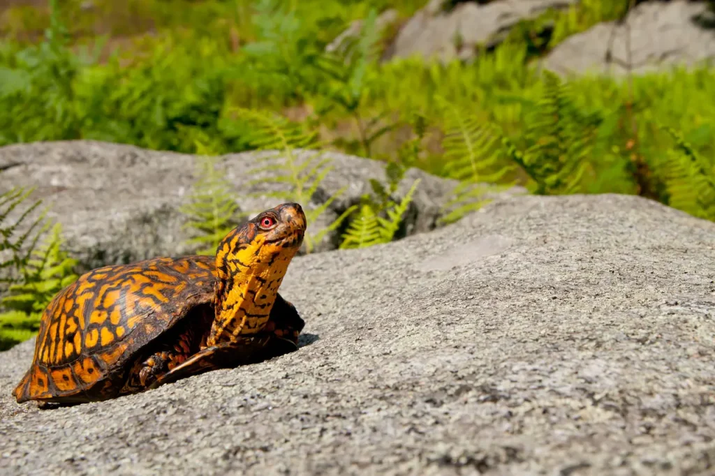 Eastern Box Turtle on the Rocks 