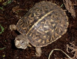 Ornate Box Turtle – Terrapene ornata ornata