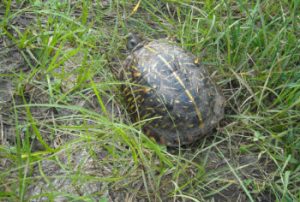 Western Box Turtle – Terrapene ornata