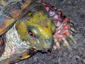 Ornate Box Turtle – Terrapene ornata ornata