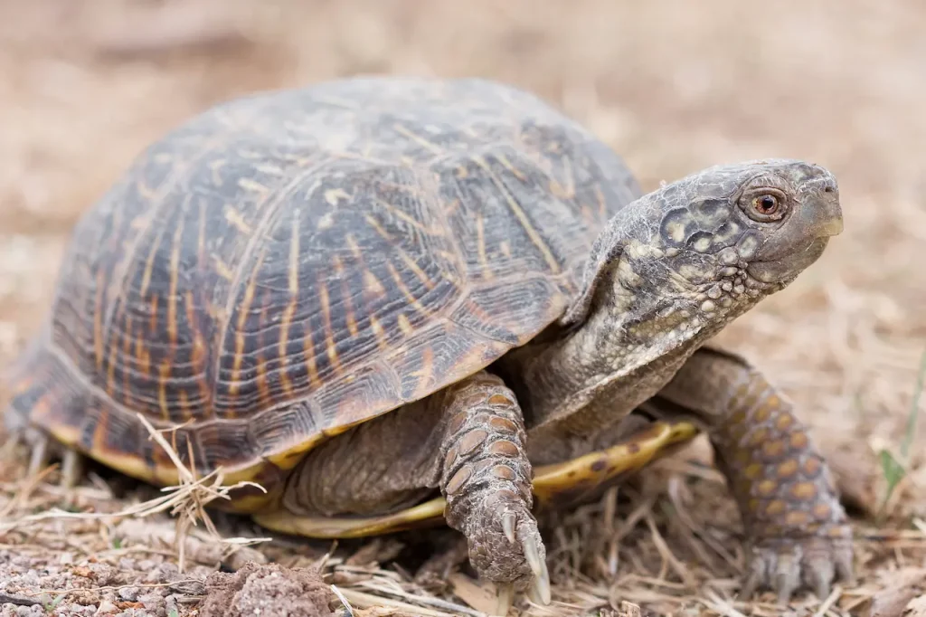 Closeup Image of Desert Box Turtle