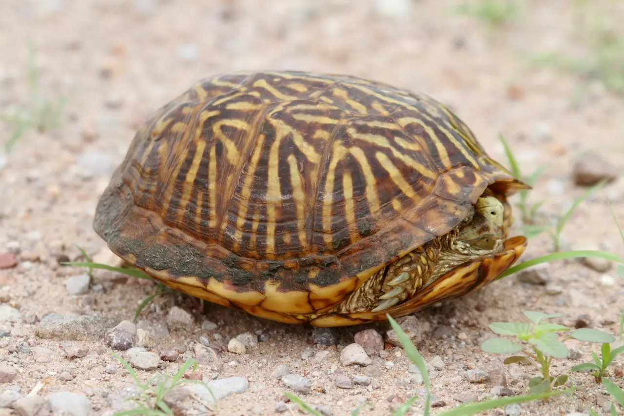 Desert Box Turtle (terrapene Ornata Luteola) 