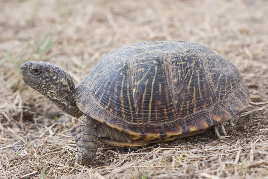 Desert Box Turtle Image 