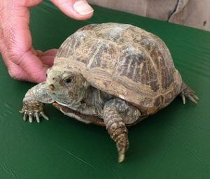 Desert Box Turtle – Terrapene ornata luteola