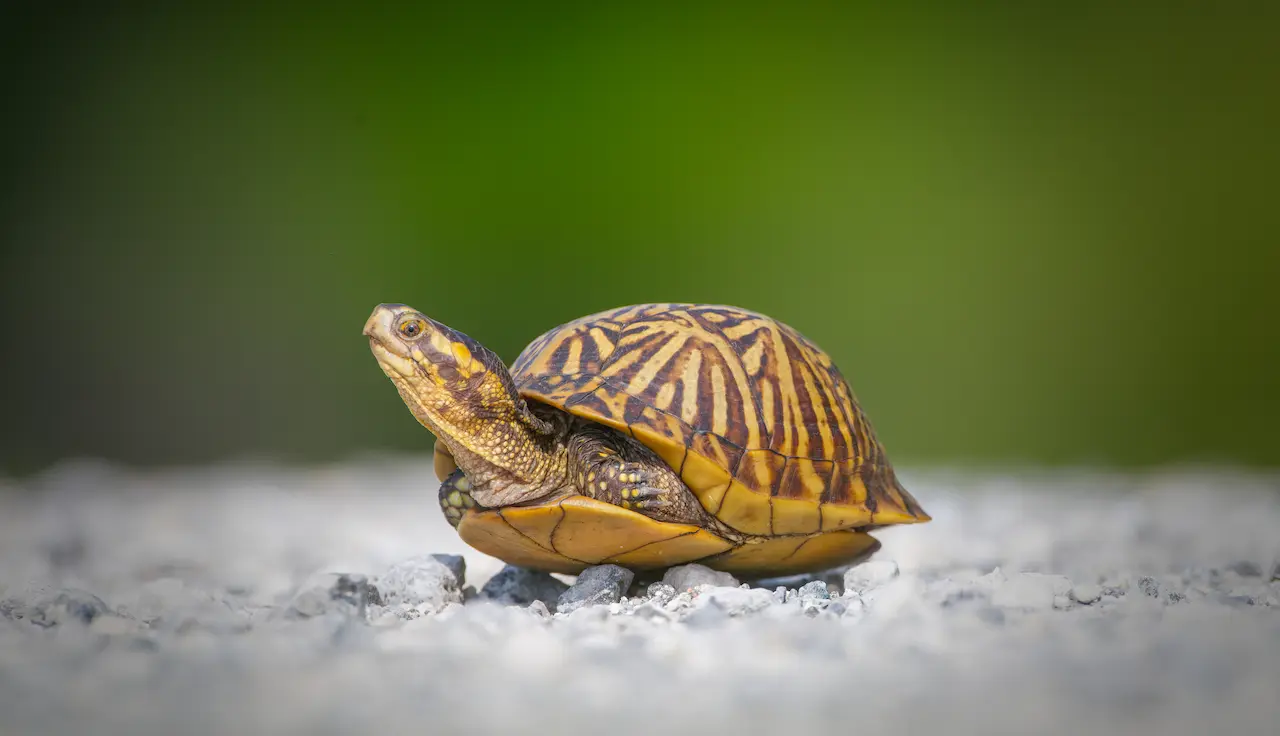 Florida Box Turtle (Terrapene Carolina Bauri) | Box Turtles