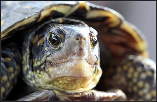 Florida Box Turtle – Terrapene carolina bauri