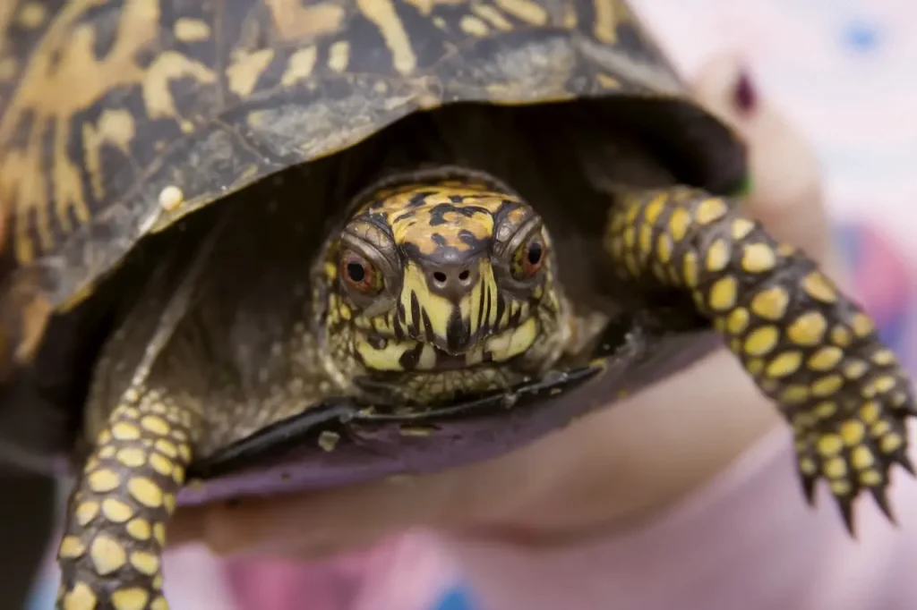 Closeup Image of Common Box Turtle