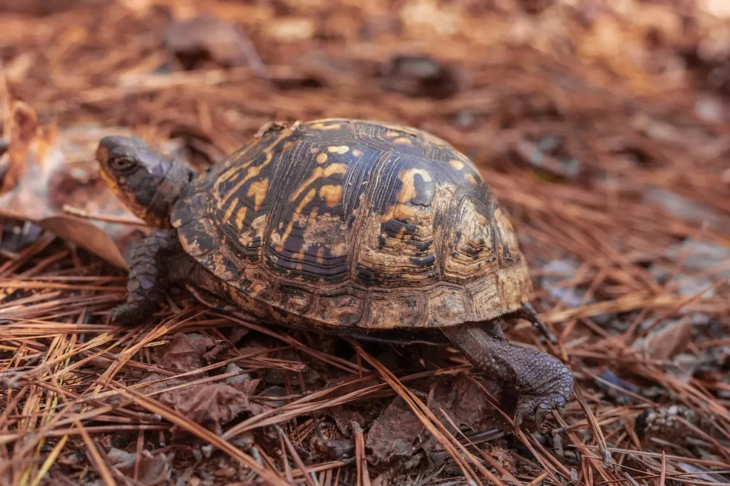 Common Box Turtle in Pine Forest