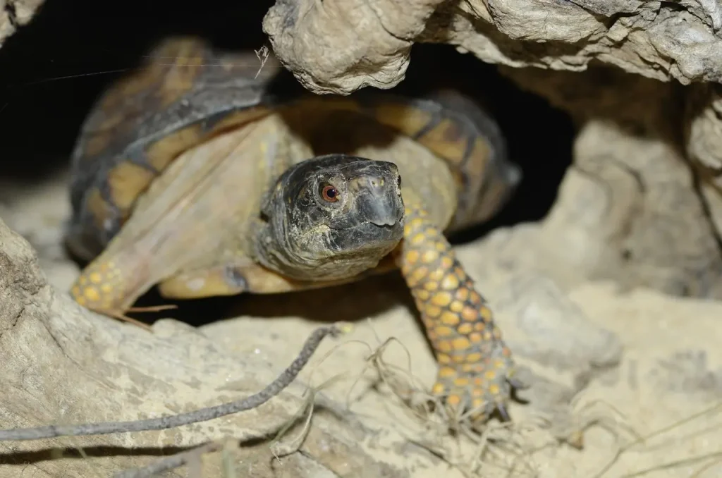 Gulf Coast Box Turtle under a Log