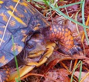 Common Box Turtle – Terrapene carolina