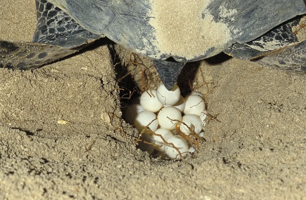 Turtle Laying Eggs Breeding Box Turtles