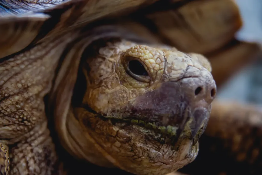 Closeuop Image of Coahuilan Box Turtle 