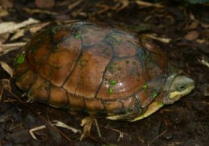 Zhou’s Box Turtle – Cuora zhoui