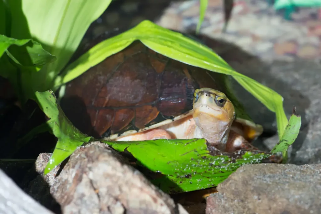 McCord's Box Turtle Eating Green Leaves