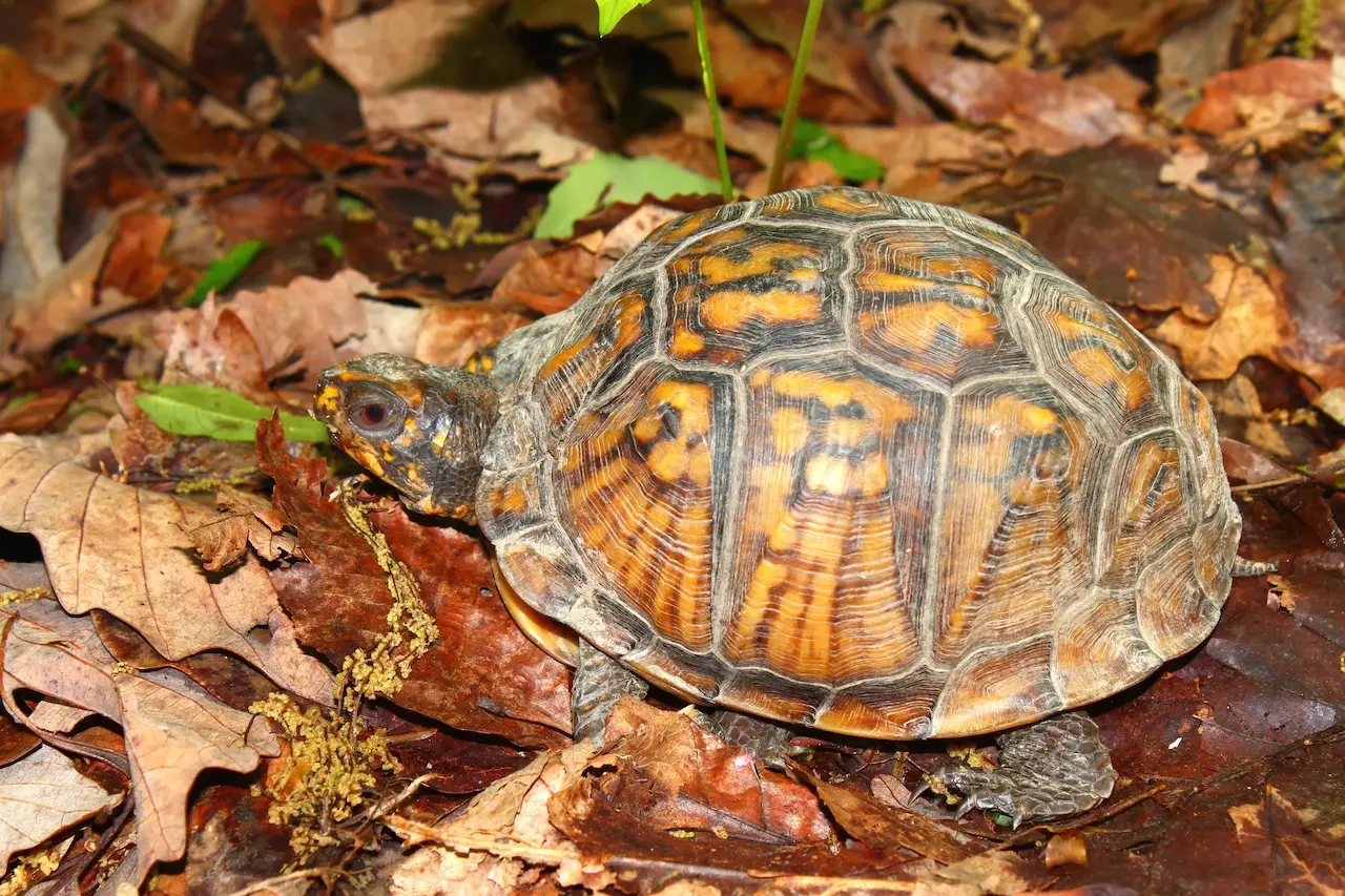 Mexican Box Turtle | Box Turtle Information | Box Turtles