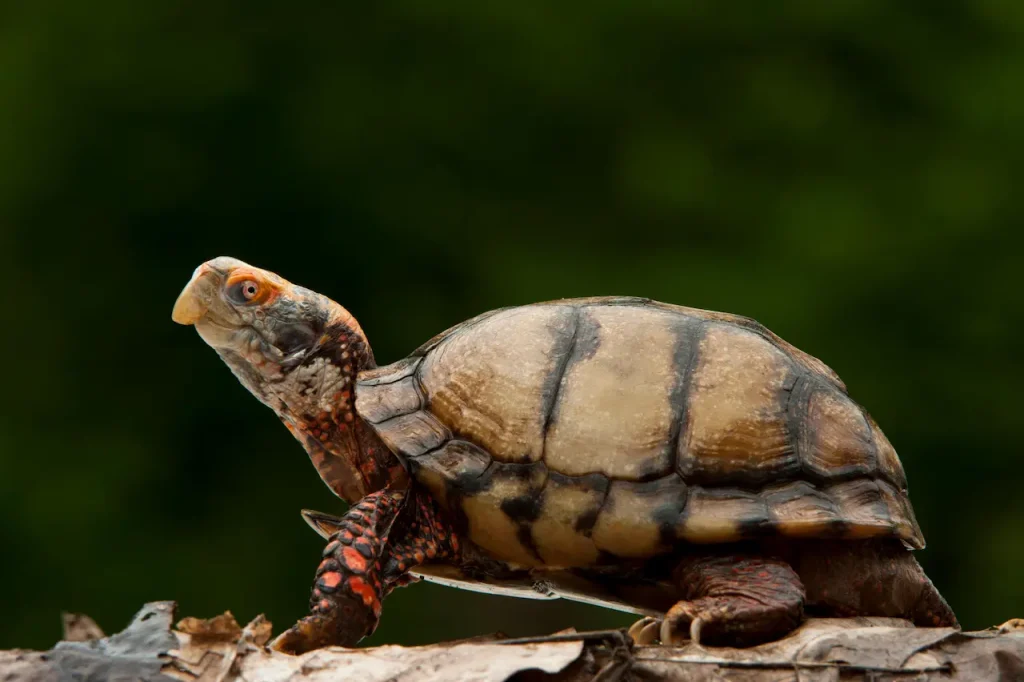 Mexican Box Turtle (Terrapene Carolina Mexicana)