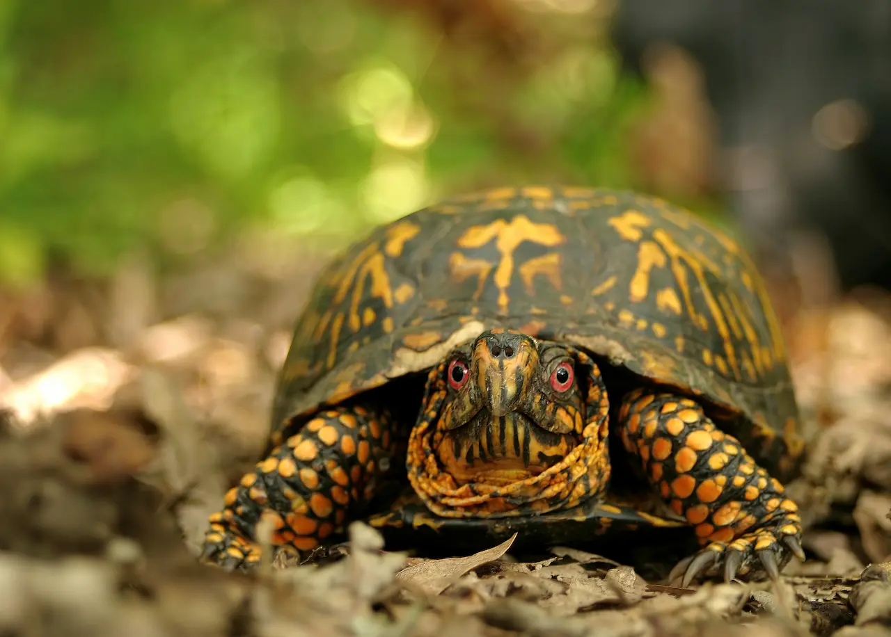 Spotted Box Turtle (terrapene Nelsoni) 