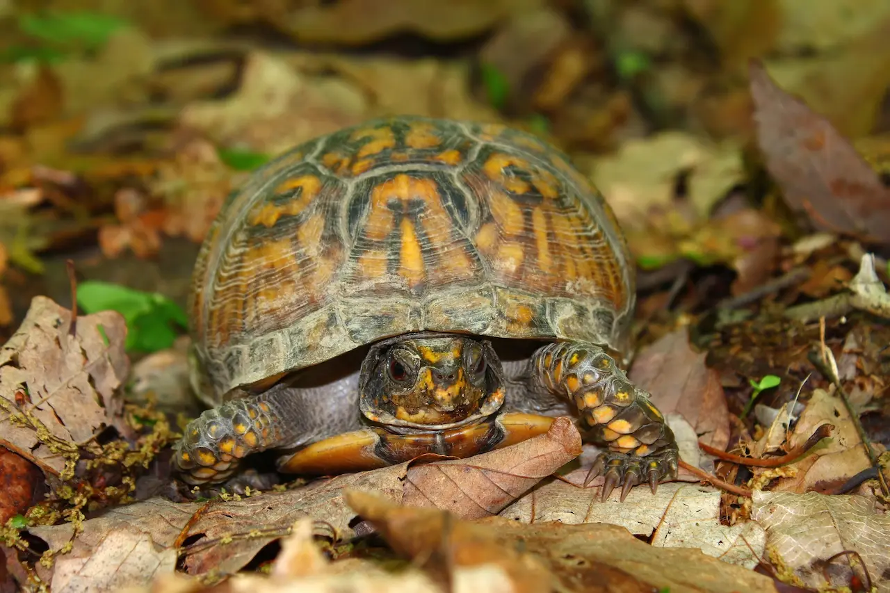 Terrapene Carolina Putnami Information | Box Turtles