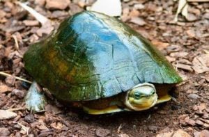 Asian Box Turtles