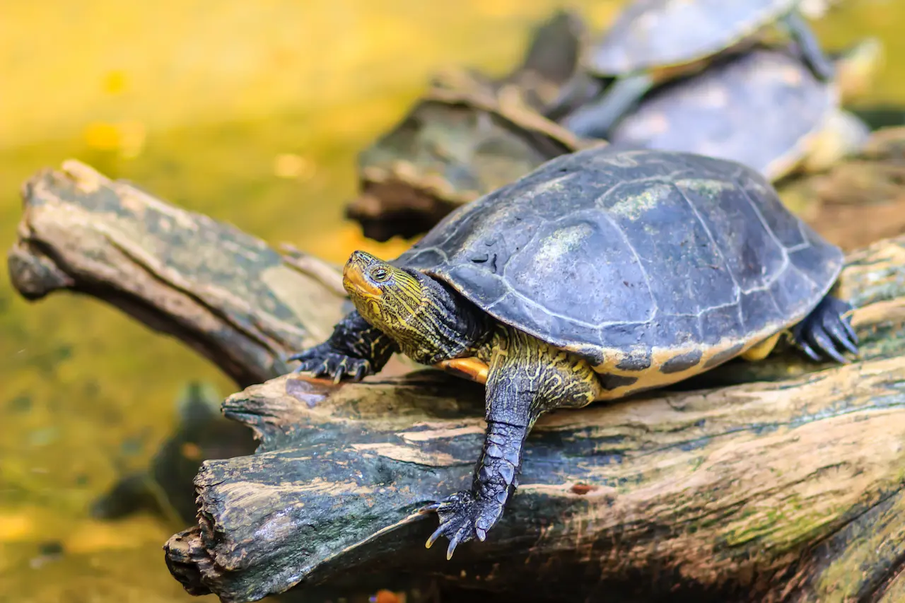 Asian Box Turtle | Asian Box Turtle Information | Box Turtle