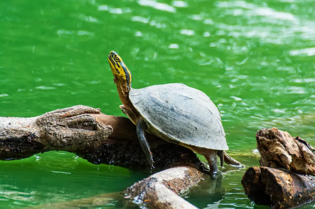 Asian Box Turtle Image 