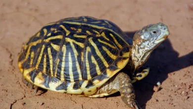 Box Turtle on the Mud Box Turtle Conservation