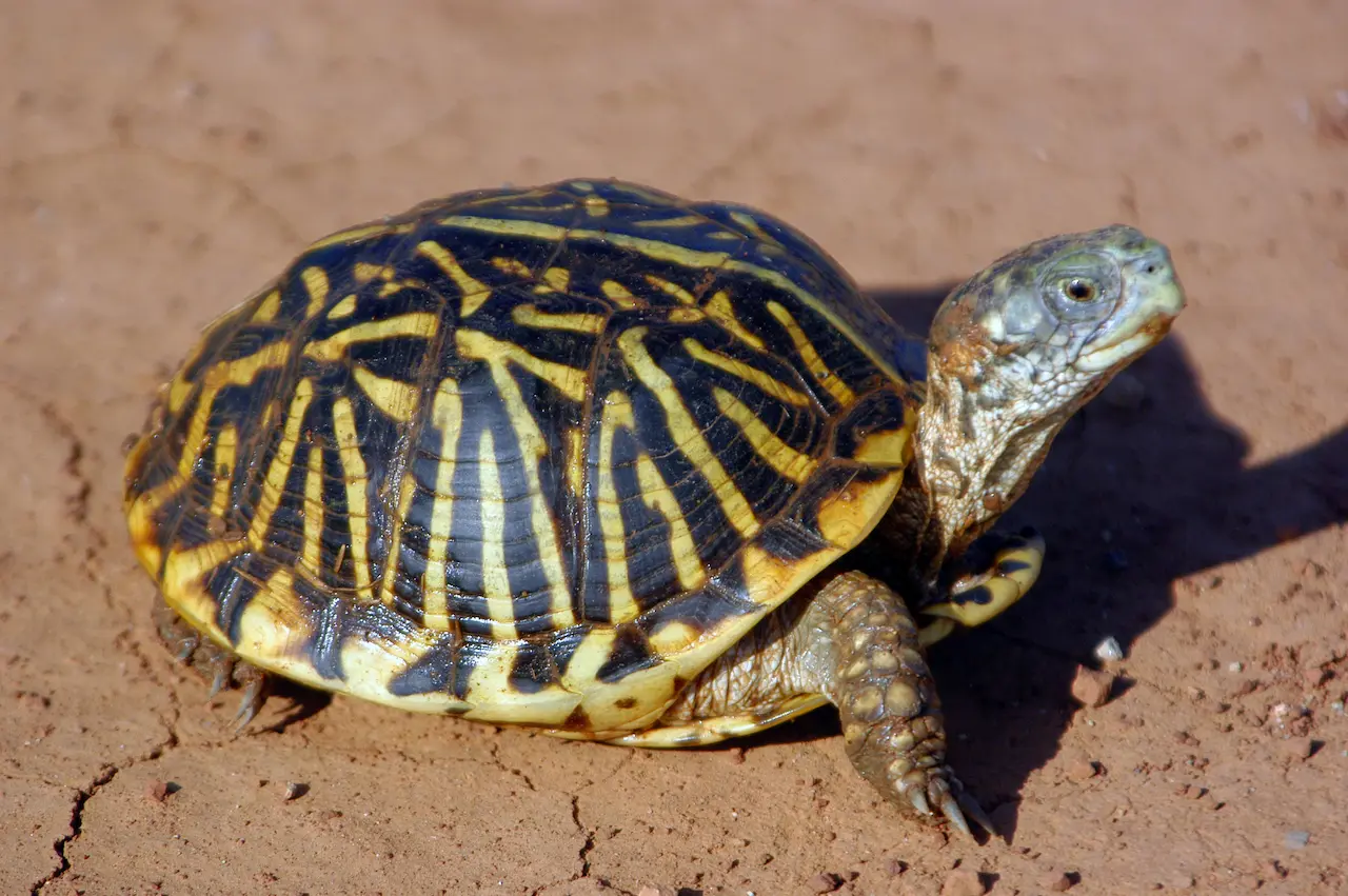 Box Turtle Conservation And Information | Box Turtles