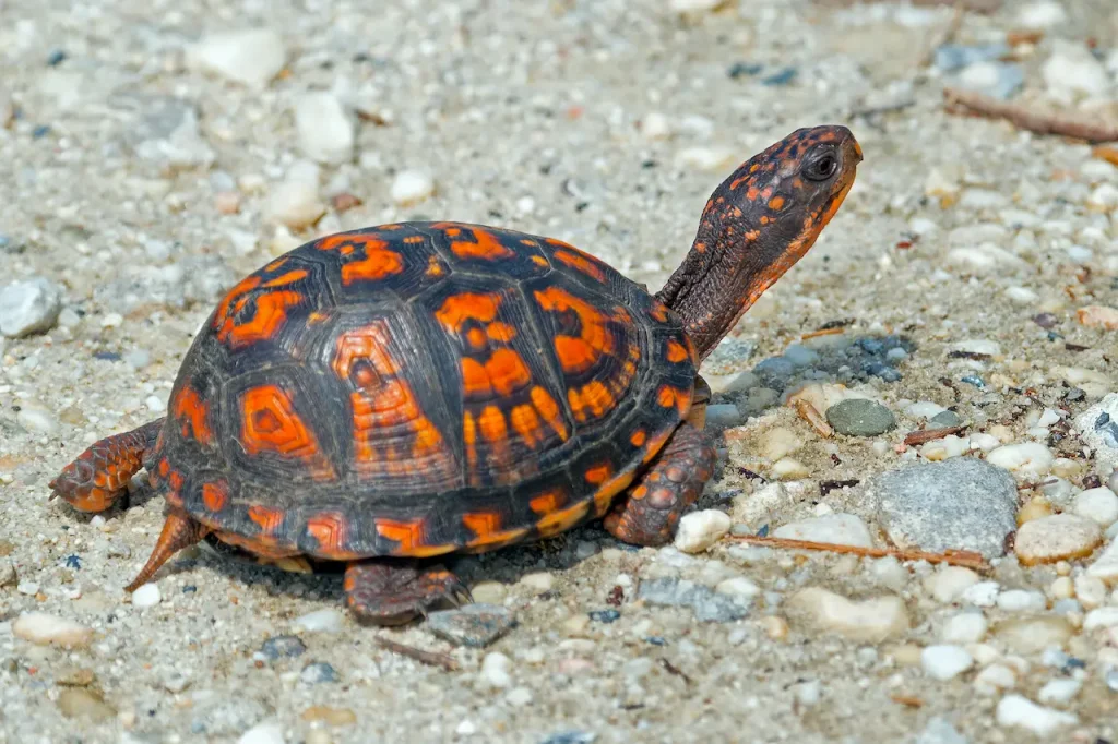 Box Turtle Conservation on the Ground 