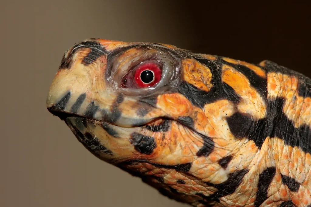 Closeup Image of a Turtle Buying a Box Turtle