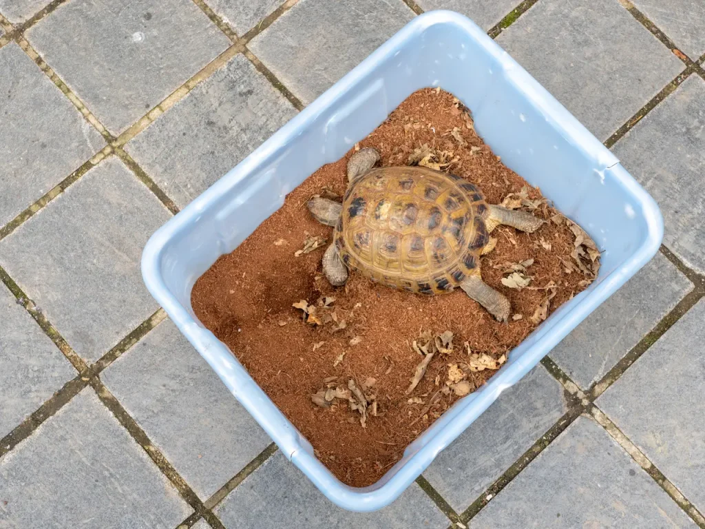 Greek Tortoise is Brought out of Hibernation