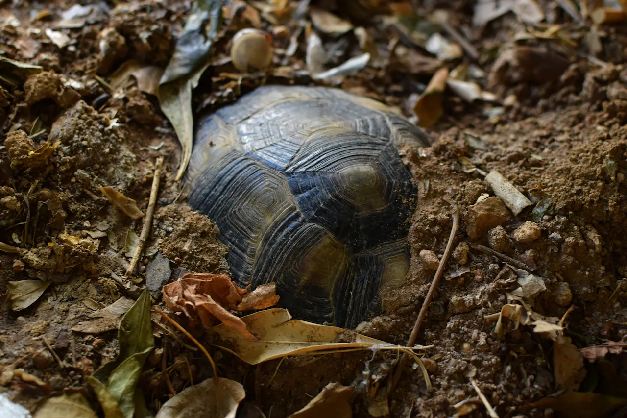 Hibernating Box Turtles | Box Information | Box Turtles