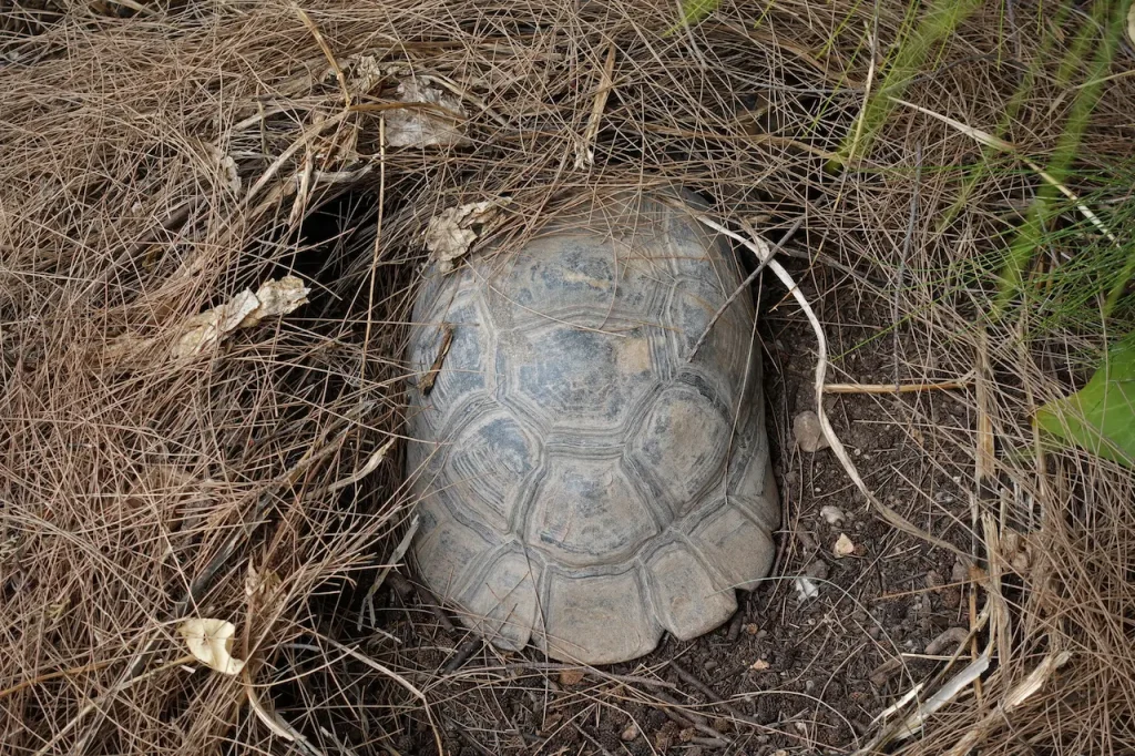 Turtle Hiding Under Pine Needle 