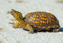 The Box Turtle Manual Review