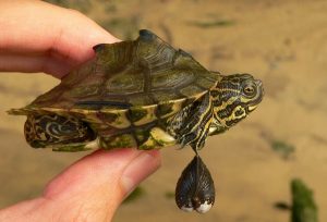 Florida Turtles Identification Guide (With Pictures & Charts)