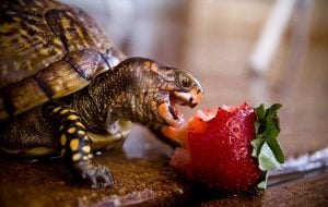 What Do Box Turtles Eat? Expert Diet & Feeding Guide