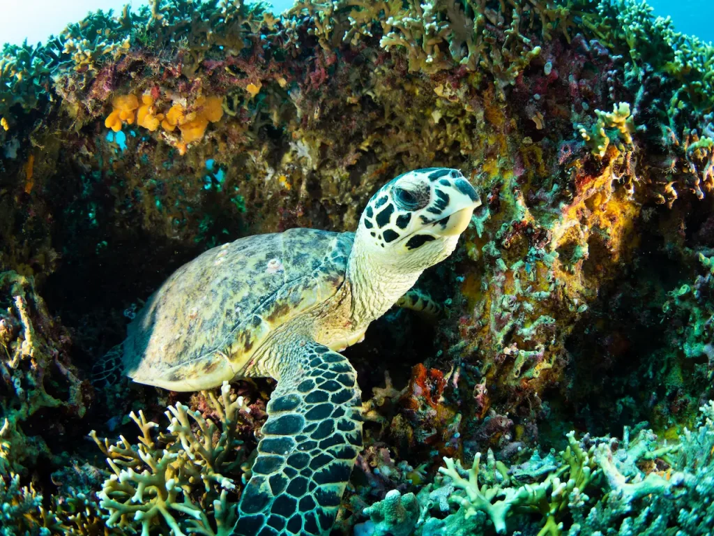 Turtle Underwater 