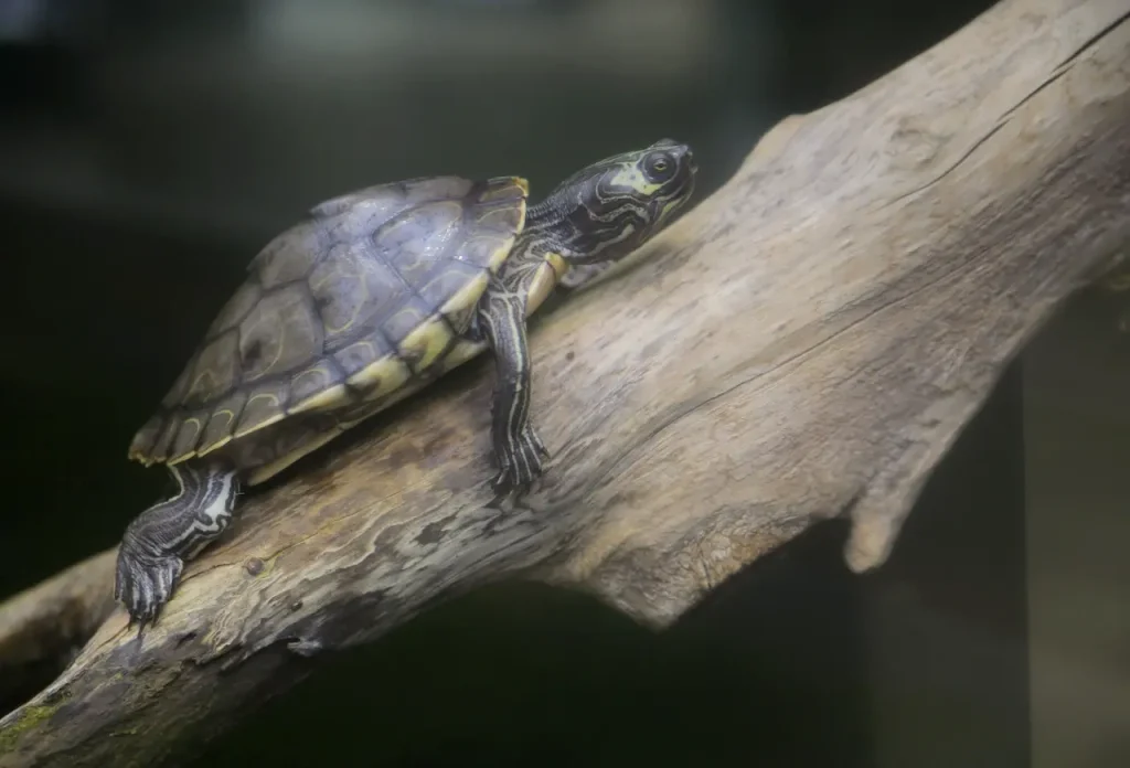 Barbour’s Map Turtle Sitting on the Log
