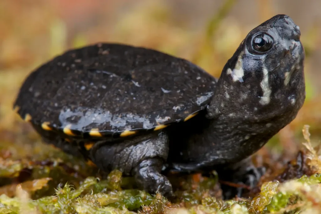 Closeup Image of Musk Turtle