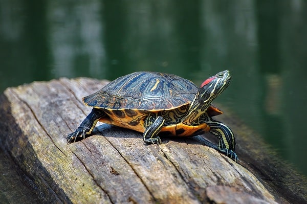 Florida Turtles Identification Guide With Pictures And Charts