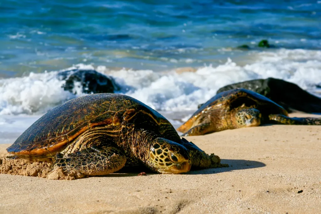 Green Sea Turtles in Warm Sand