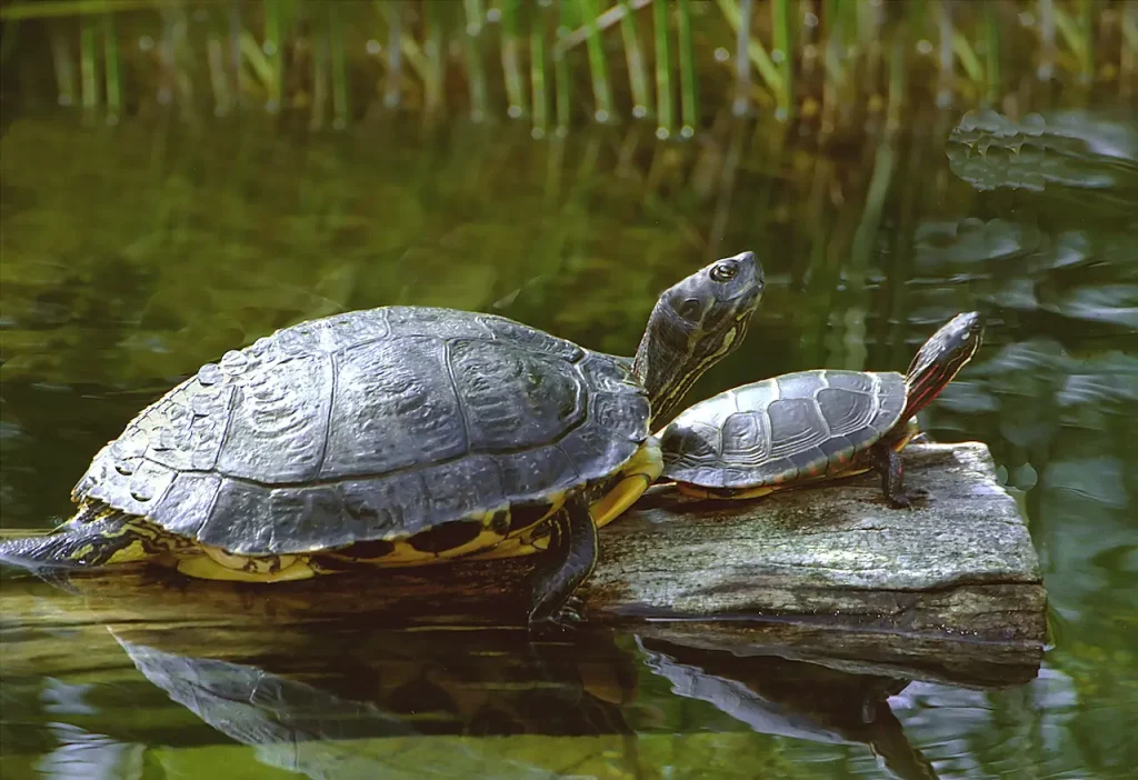 Two Turtles on the Log 