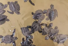 Group of Turtles in the Water. What Animals Eat Turtles
