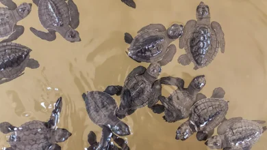 Group of Turtles in the Water. What Animals Eat Turtles
