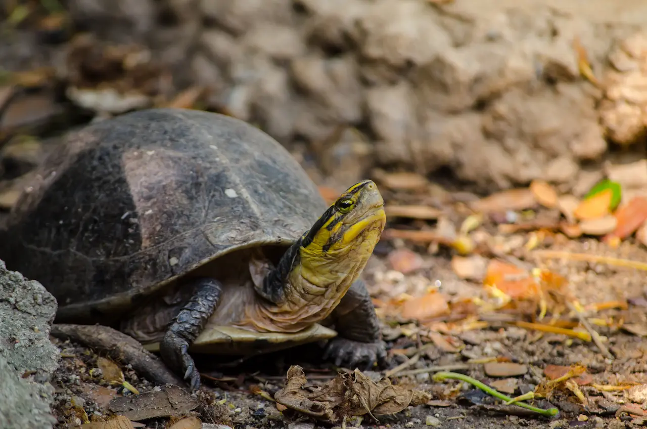 Asian Box Turtle Diet | Box Turtle Information | Box Turtle