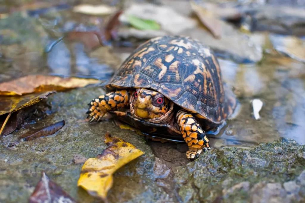 Box Turtle Care