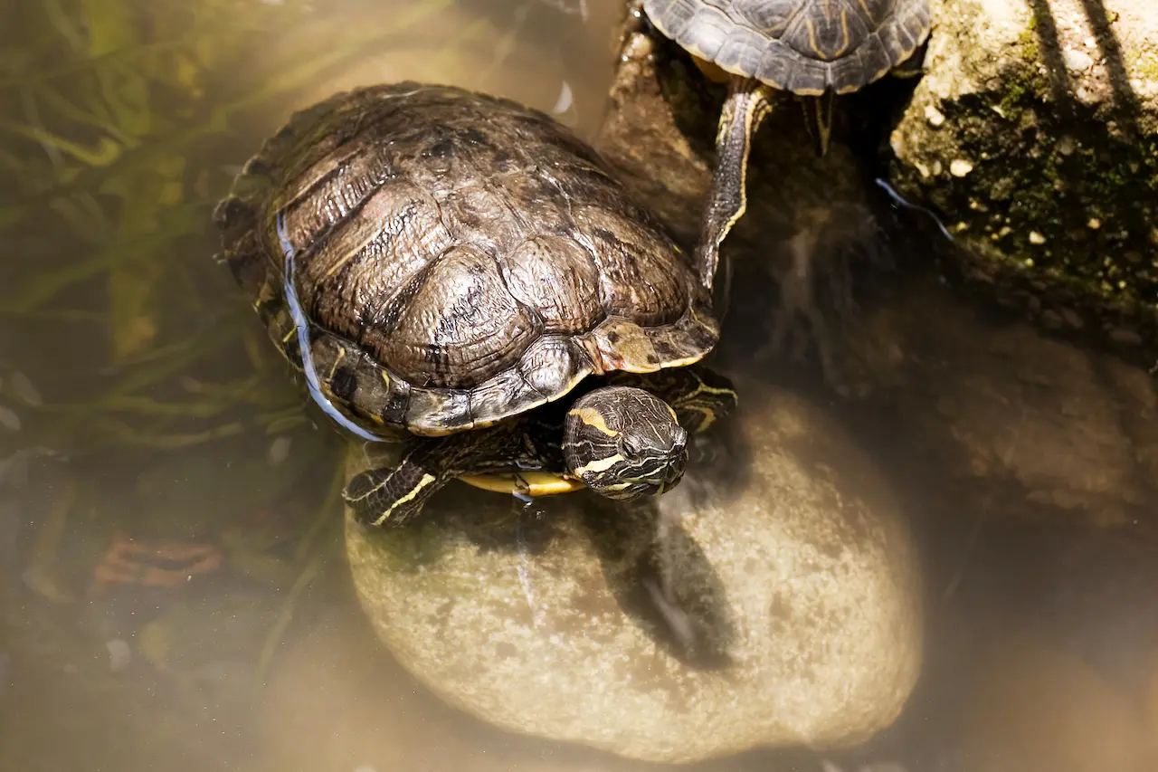 Box Turtles As Pets | Box Turtle Diet & Care | Box Turtles